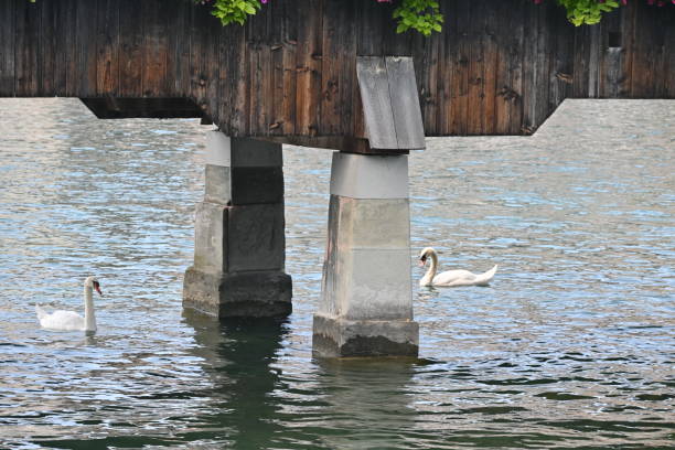 Two swans under Kapellbrücke (Chapel bridge), a covered wooden footbridge spanning the river Reuss in Lucerne