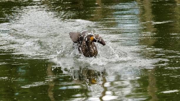 istock A cormorant is having fun in the water 2165861753