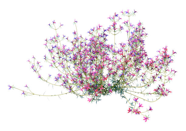 istock 3D Rendering Lobelia Flowers on White 2165862888