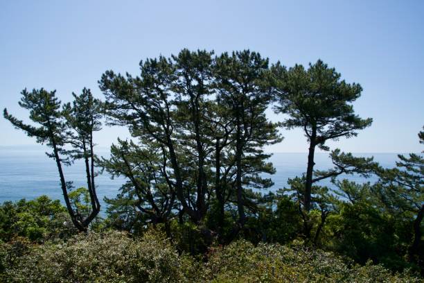 istock Big tree in front of Kochi Lighthouse Viewpoint 2165868848
