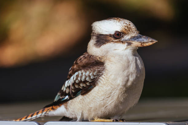 A watchful kookaburra looking for worms after rains in Blackwood on a winter's day in Victoria, Australia
