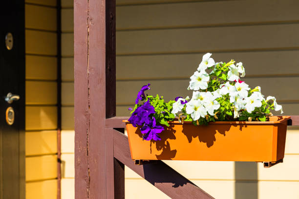 istock flowerpot pendant with multi-colored petunias, close-up. 2165872491