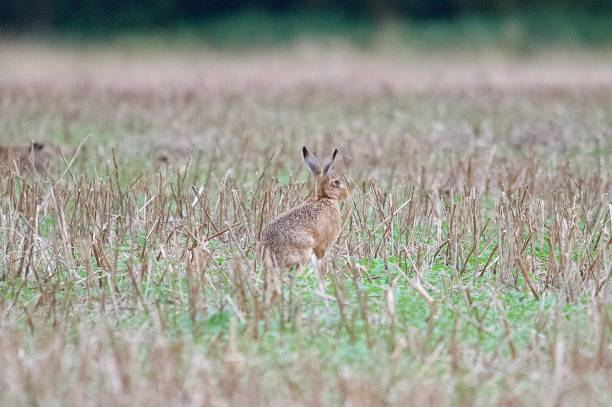 istock Brown hare wild animal sat on freshly cut wheat crop 2165873420
