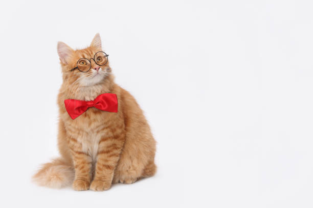 istock Serious handsome Cat with a red bow tie looking away on white background. Red Cat wearing a beautiful bow tie with eyeglasses. Smart cat looks to the side or up. Science or education. Copy space 2165874479