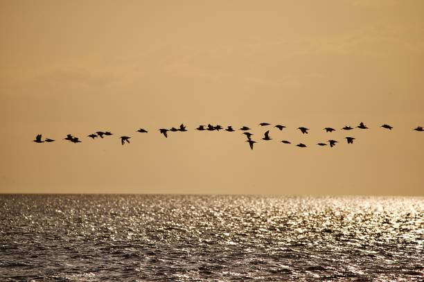 istock Wader birds in flight silhouetted over ocean 2165874491