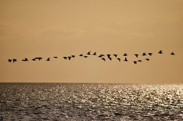 istock Wader birds in flight silhouetted over ocean 2165874584