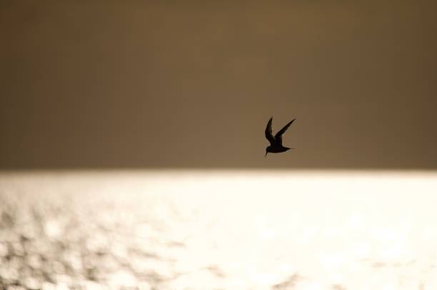 istock Wader birds in flight silhouetted over ocean 2165874645