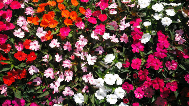 istock Beautiful garden flowerbed, full frame view. 2165877279