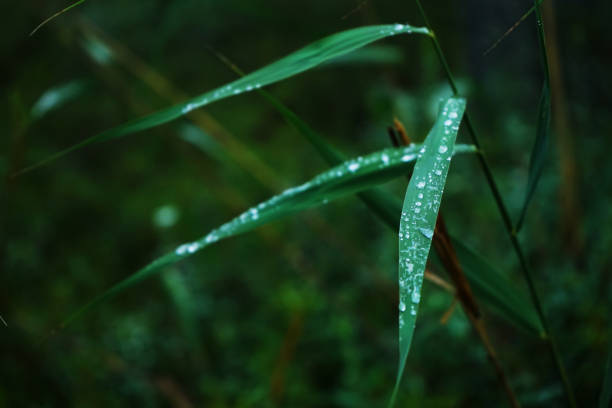 Green plant with raindrops on a green background in the forest