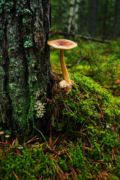 istock Edible mushroom growing in moss near a tree trunk 2165877442