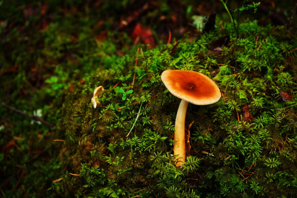 Edible mushroom growing in moss near a tree trunk in the forest