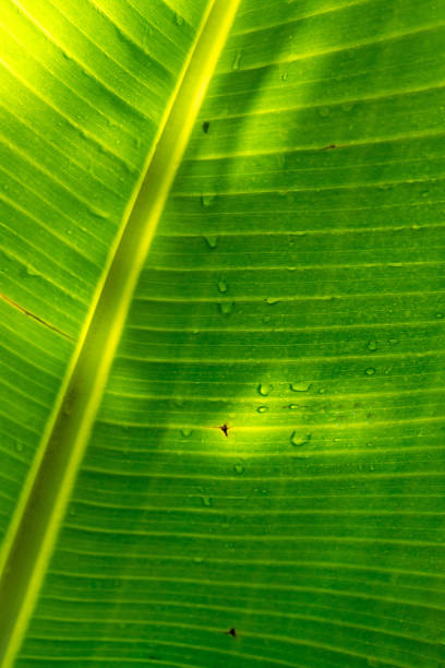 Close-up of a banana leaf adorned with fresh raindrops, capturing the vibrant green texture and the glistening water droplets in sharp detail.