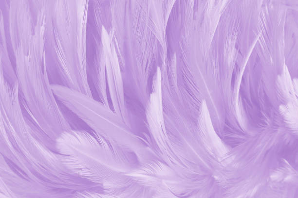 istock Purple pastel color bird feather pattern texture for background and design. 2165878139