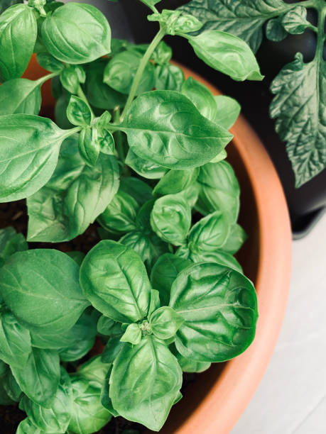 istock Fresh green basil grown in a pot in balcony. 2165878529