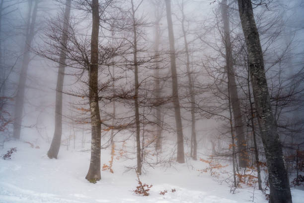 Misty forest on a snowy mountain on a foggy winter day