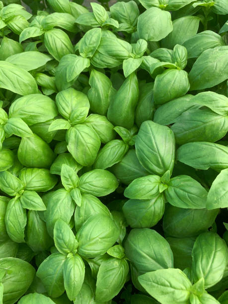 istock Fresh green basil leaves background. 2165878674
