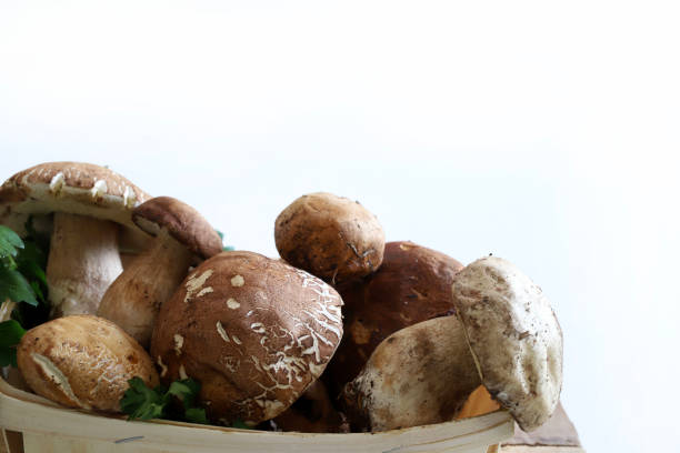 istock Organic porcini mushroom. 2165879102