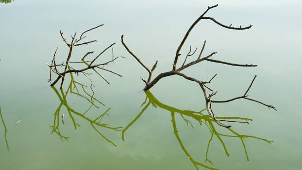 istock Dead tree in the lake. Abstract nature background. Copy space. 2165879247