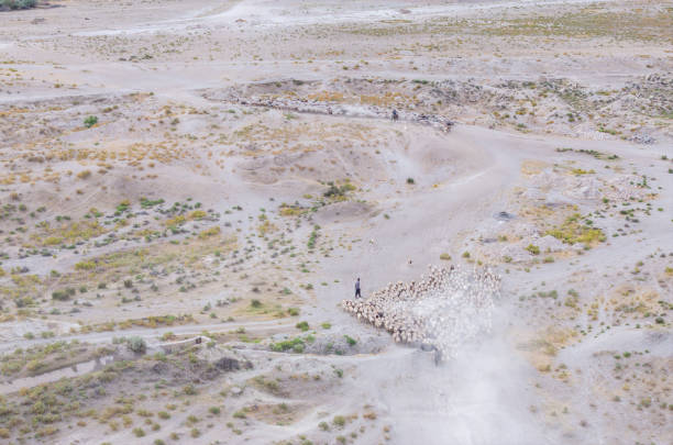 Flock of sheep looking for food on land. Taken via drone. Konya, Türkiye.