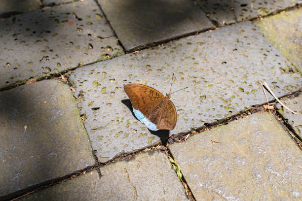A brown butterfly lands on the ground