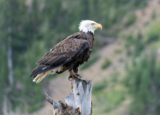 American Bald Eagle perched on the top of a dead tree in the wilderness of Northern Colorado.