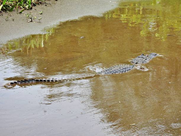 istock American Alligator (Alligator mississippiensis) - swimming in a muddy pond 2165880867