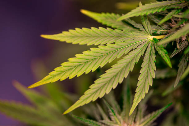 istock Marijuana plant, medical marijuana concept 2165881008