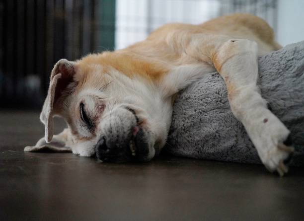 istock Sleeping puppy with a smile-Stock photo 2165882413