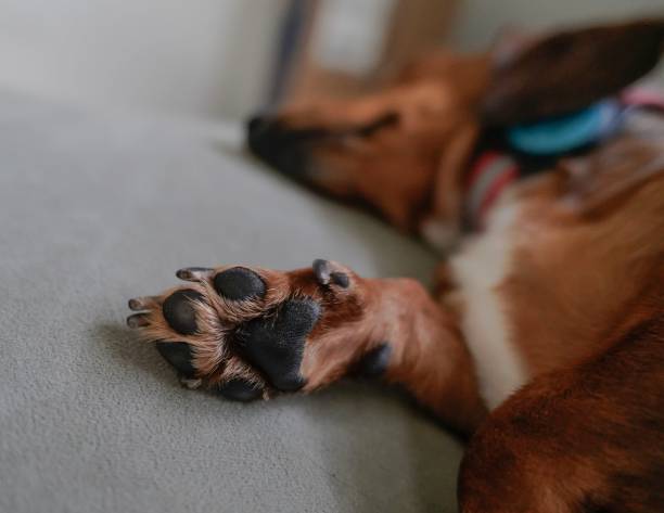 istock Dachshund puppy paws sleeping-Stock photo 2165882421