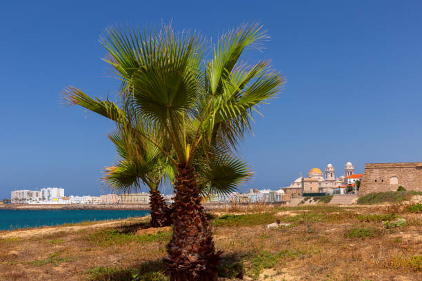istock Palm Trees and Cathedral View in Cadiz, Spain 2165883045