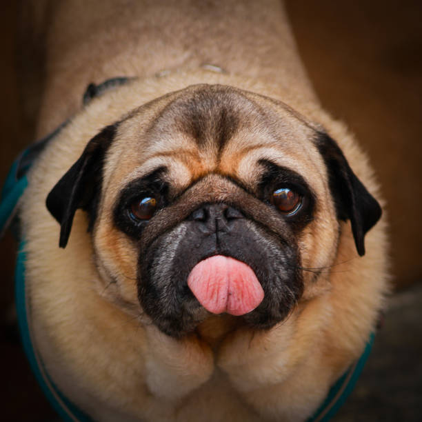 pug puppy climbing out of nest