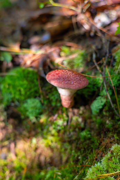istock Bolete mushroom in moss 2165884847