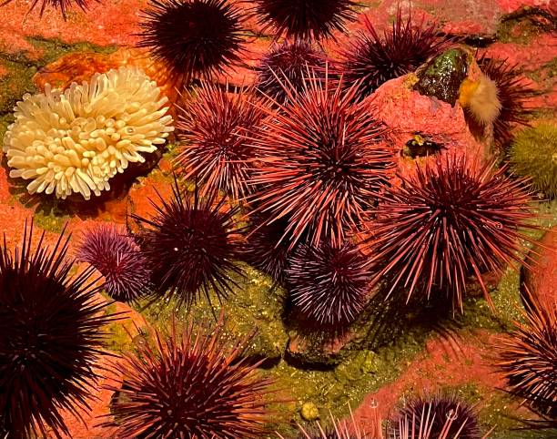 Purple spiky sea urchins on ocean floor