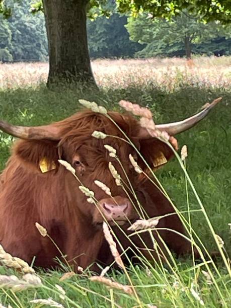 istock Hide and Seek with Highland Cattle in Parkland. 2165885348