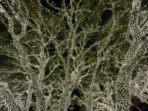 istock Christmas lights in giant trees 2165886250