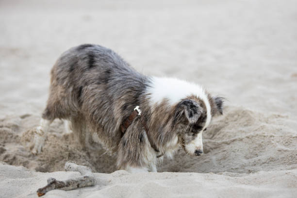 Wet Border Collie dog digging a hole on beach sand during summer day.