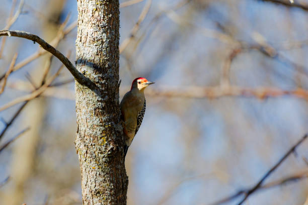 lesser woodpecker (veniliornis mixtus), argentine patagonia