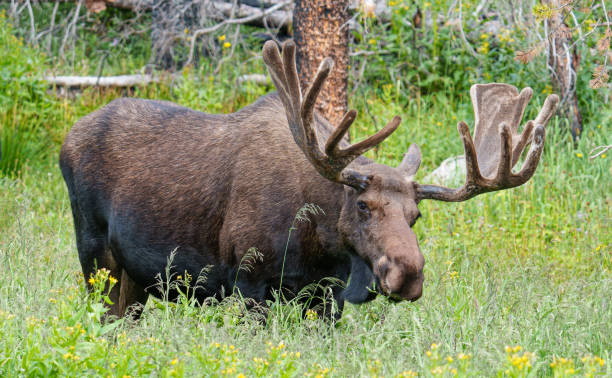 istock Moose in the Colorado Rocky Mountains 2165887479