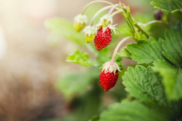 Close-up view of wild strawberry (Fragaria vesca) with ripe fruits and leaves in the garden