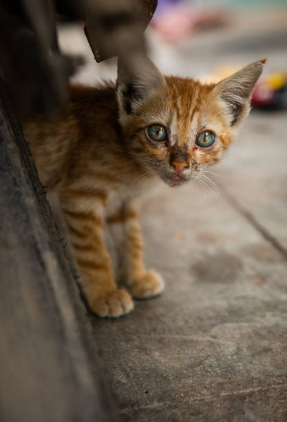 istock Little kitten sitting on a street. 2165889571