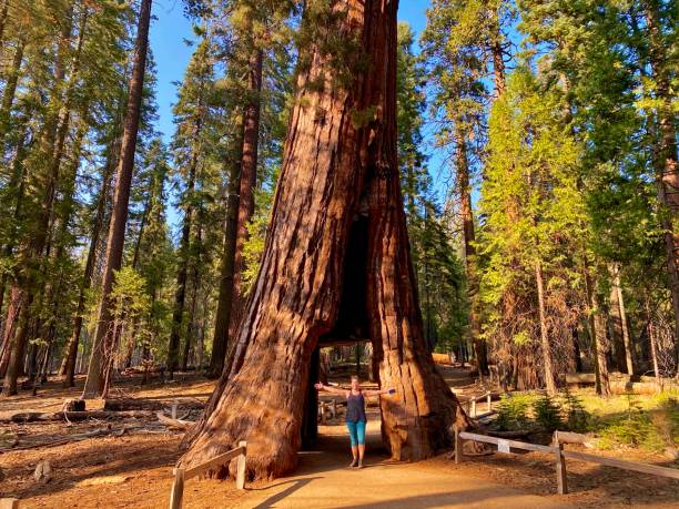 istock Walk thru sequoia tree in Mariposa grove Yosemite 2165889849
