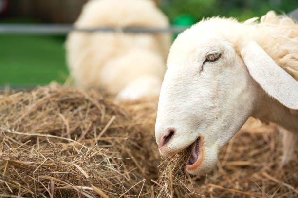 A young white sheep is eating dry hay at the livestock farmland. Animal in action photo, close-up and selective focus.