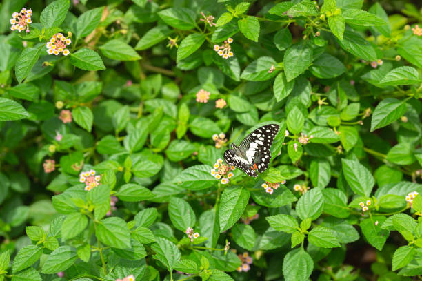 Butterfly Macro Stock Photo