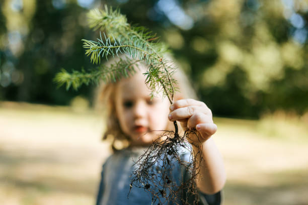 A small boy holds a fir seedling ready to be planted.