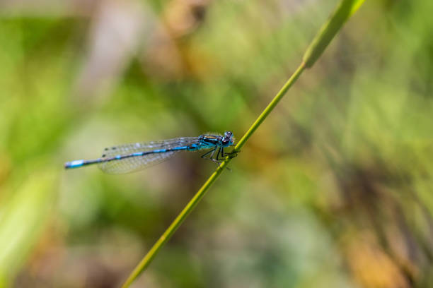 istock Irish Damselfly Coenagrion lunulatum perching on a grass straw.. 2165893104