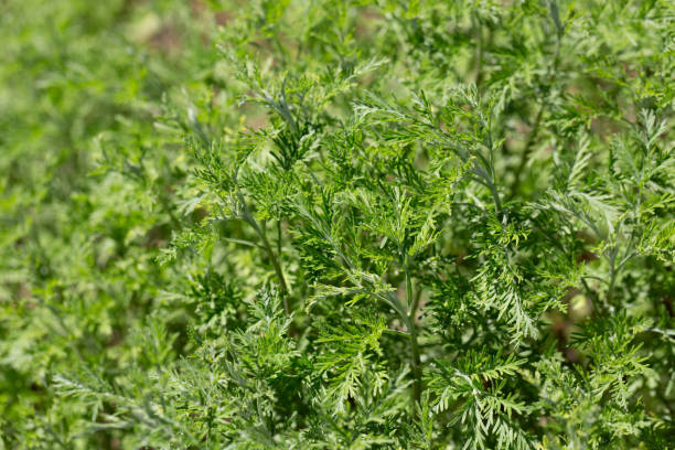 istock Wormwood (Artemisia vulgaris) grows wild in nature 2165893711
