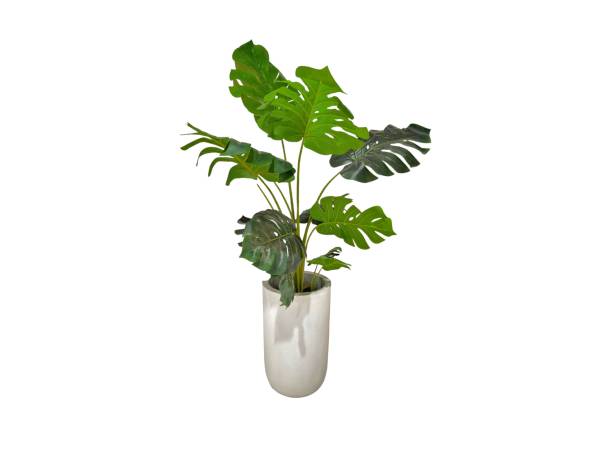 istock Monstera deliciosa. Tree in ceramic pot isolated on white background. Plants growing in pots or planters. beautiful natural home decorations. Interior design 2165895034