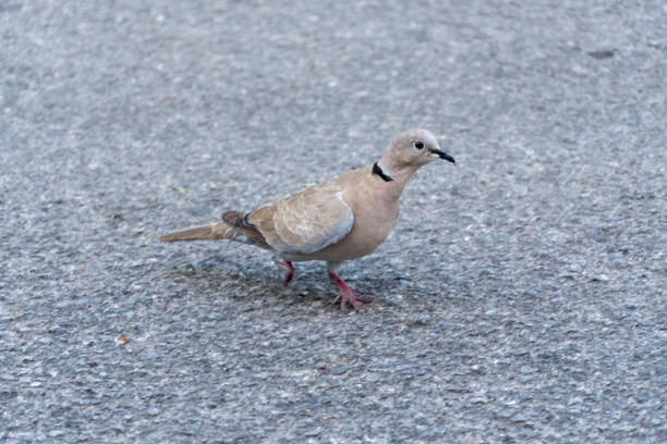 A small bird with a collar is walking on a grey pavement. The bird is brown and white in color
