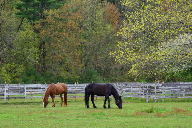 istock Two Horses Grazing in Meadow 2165895389