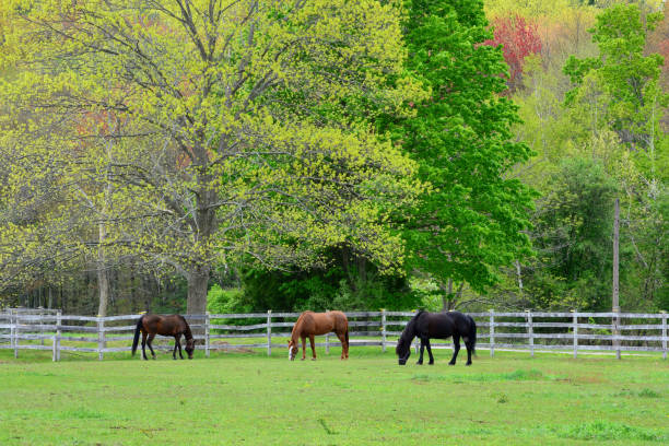 istock Springtime Scene with Three Horses Grazing in Field 2165895405